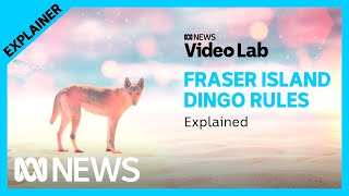 Why are dingoes are attacking campers on Fraser Island?  | ABC News