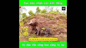 Chú báo nhận cái kết đắng vì dám tấn công heo rừng to bự - Thế Giới Tuyệt Vời #thegioidongvat