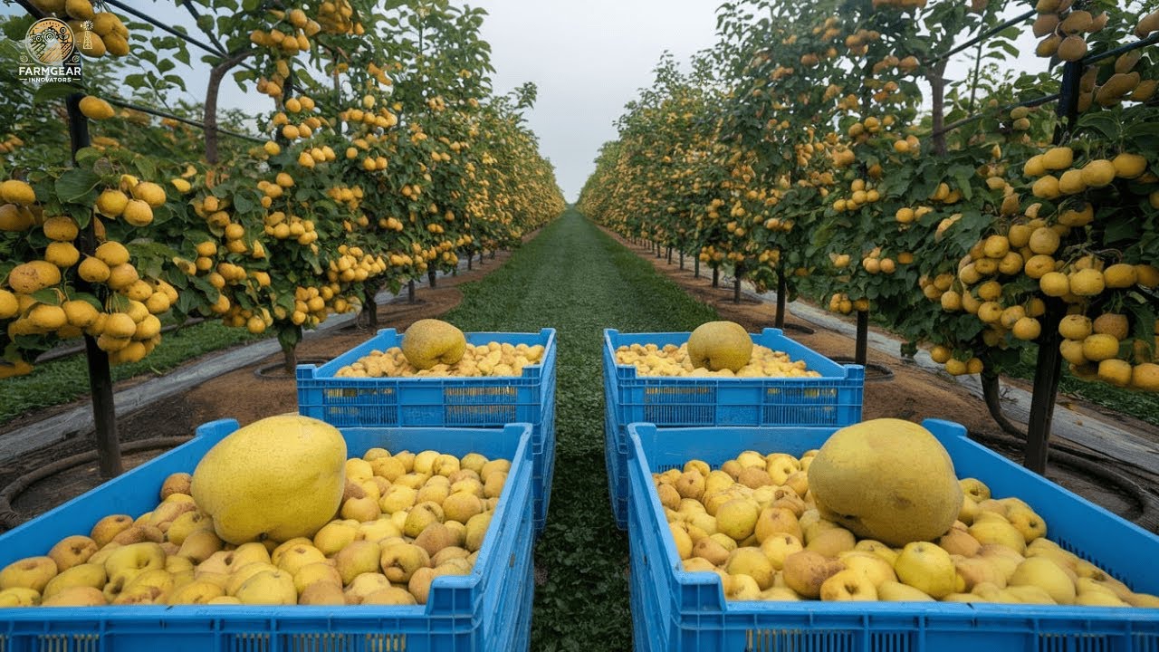 How Japan Pear Harvesting Produces the World's Finest Pears | Farming Documentary🍐