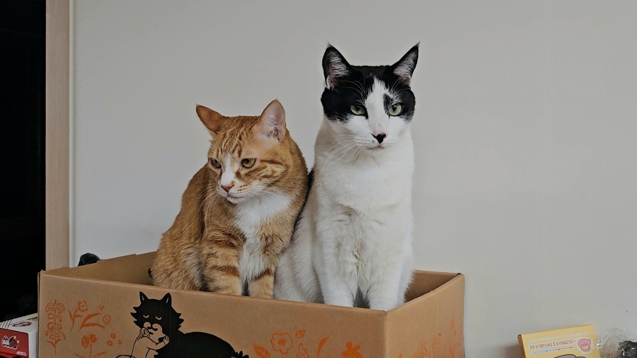 같은 날 태어났는데 너무 다른 형제고양이