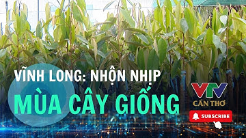 Vĩnh Long vào mùa sản xuất và tiêu thụ cây giống  | VTV CẦN THƠ