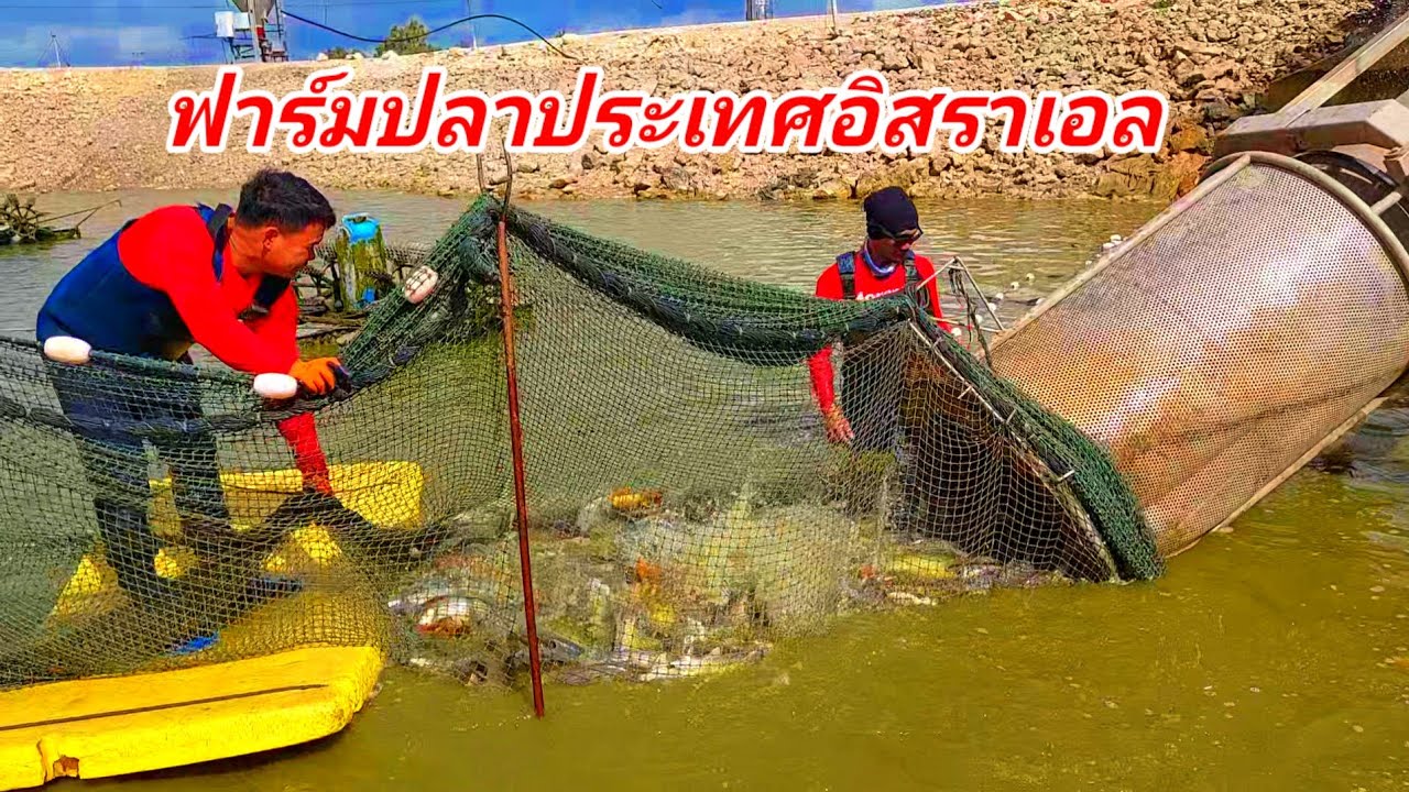 ฟาร์มปลาประเทศอิสราเอล วิธีจับปลาขึ้นจากบ่อเป็นตาสะออนหลาย