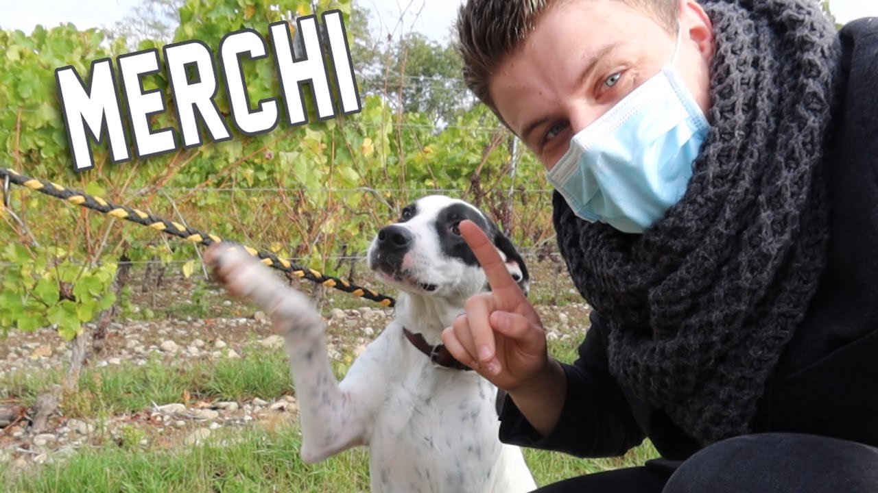 ÉNORME SURPRISE ! ON VISITE UNE SPA, ON PROMÈNE UN CHIEN