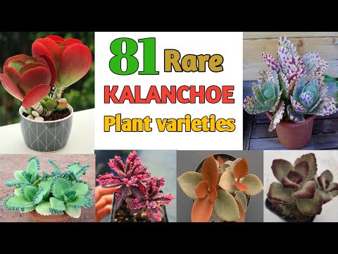 81 KALANCHOE SPECIES | Kalanchoe Plant Varieties | Plant and Planting