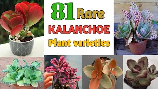 81 KALANCHOE SPECIES | Kalanchoe Plant Varieties | Plant and Planting