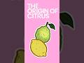 The Origin of Citrus #shorts