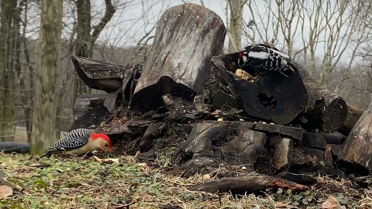 Brain Damage Bird Stalking 