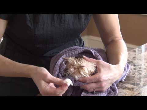 How to Quickly Dry a Cat