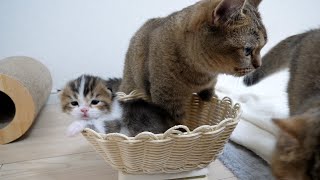 Mother cat Kiki interferes with weighing her kitten