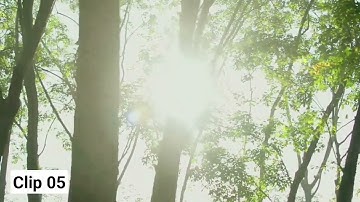 Forest 4K & HD Stock Videos | Free stock footage - No Copyright | All Video Free