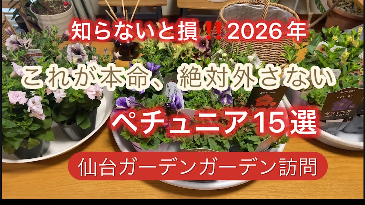 【見たら欲しくなる感動のペチュニア15選】本命だけ‼️先日、仙台ガーデンガーデンさんに伺いました。