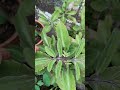 patharchat, miracle leaf 🌿 plant it's like medical herb 🌿 uses for kidney stone 🪨 wounds, burns❤️‍🔥🥵