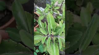 patharchat, miracle leaf 🌿 plant it's like medical herb 🌿 uses for kidney stone 🪨 wounds, burns❤️‍🔥🥵