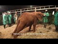 Graduation Day for Orphaned Elephants Naleku, Suguroi, &amp; Sagateisa | Sheldrick Trust