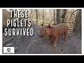 Pastured Pig Farrowing - Results REVEALED!