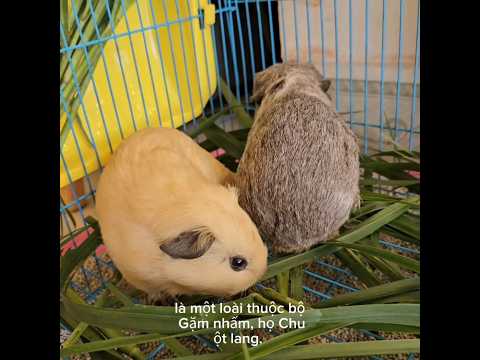 BỌ ú và những điều cần biết #pets #cute #bo