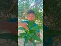 #पत्तागोभी 😂😂#comedy #videos #sorts #videos #sanni#dhashu99#