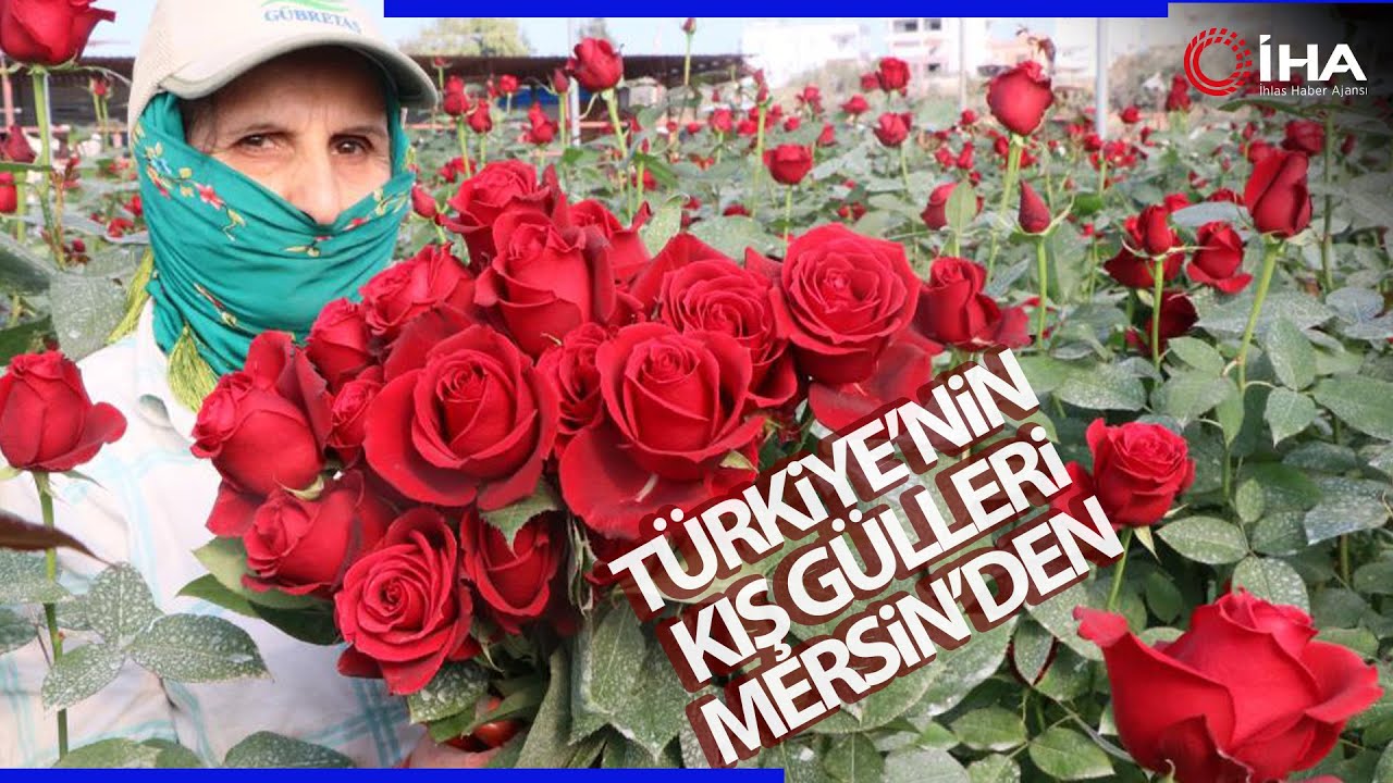 Türkiye’nin Kış Gülü Mersin’den...Üreticiler Şimdi se İhracata Hazırlanıyor