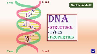 2: DNA:Structure, Types, Properties | Molecular Biology | Biochemistry | N'JOY Biochemistry