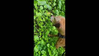 Dog eating grass