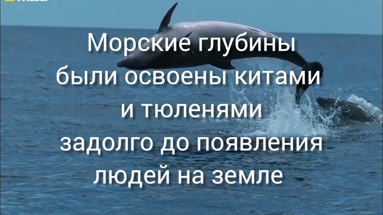 Всемирный день защиты морских млекопитающих Всемирный день защиты морских млекопитающих