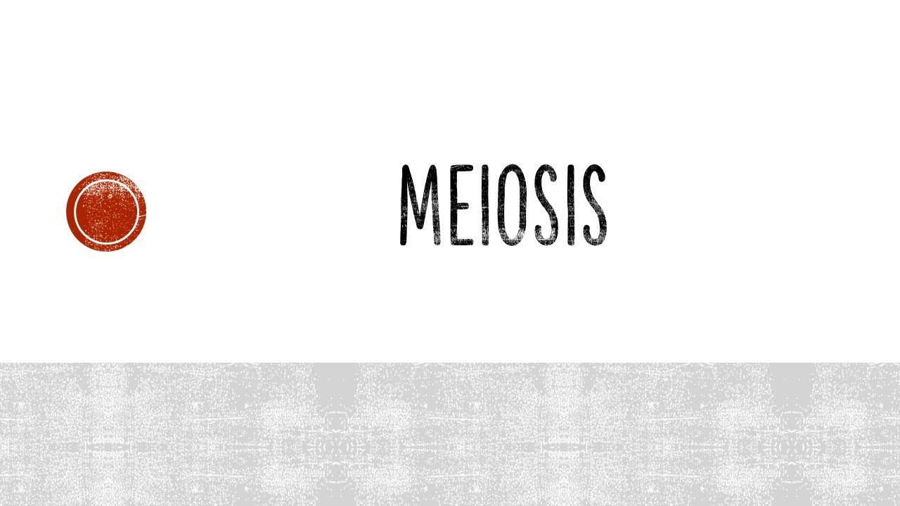 Meiosis - Cell Division.