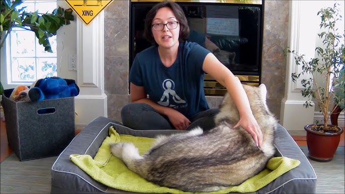 How Can I Help My Dog With Muscle Spasms how-can-i-help-my-dog-with-muscle-spasms