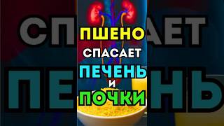 Пшено для печени и почек: простой продукт с мощным эффектом