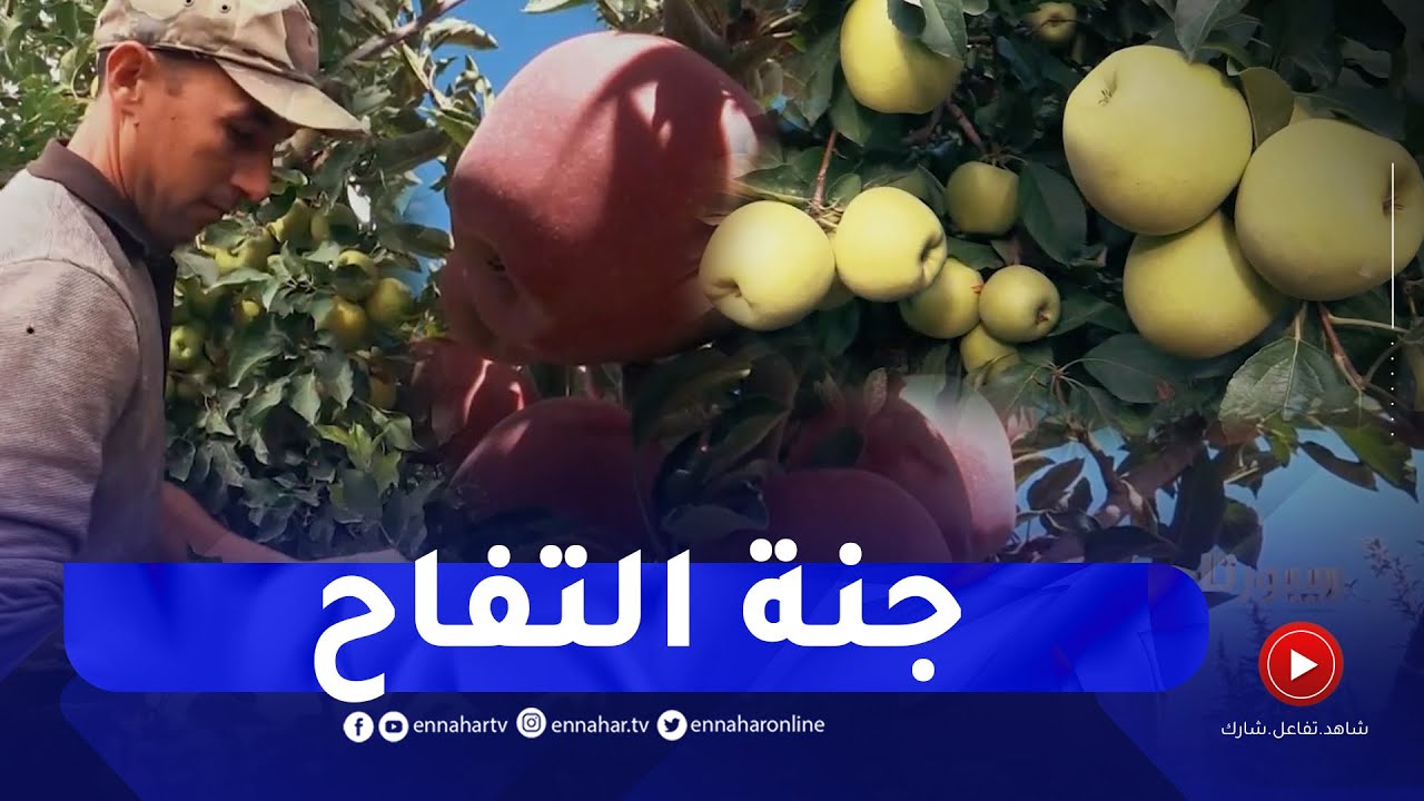 ريبورتاج: باتنة .. مملكة التفاح الجبلي