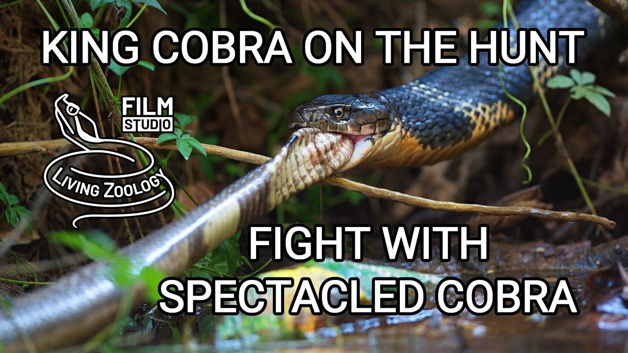 Venomous Rinkhals or Ring-necked spitting cobra, not a true cobra