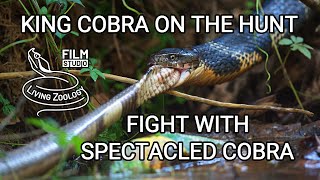 Deadly venomous King cobra on the hunt, vs. Spectacled cobra and Malabar pit viper, Indian snakes