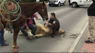 Steer that escaped from butcher shop tracked down by cowboys, police in Weatherford