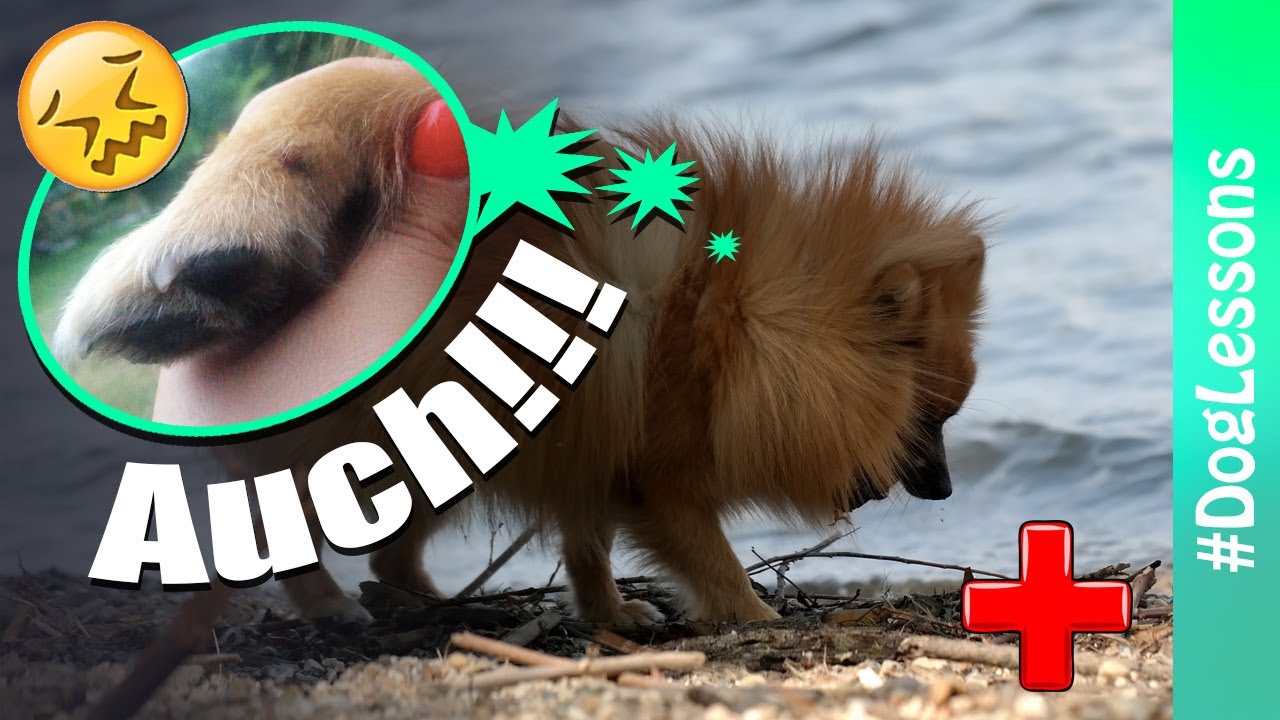 How To Treat A Torn Dog Nail Rey Broke His Due Claw Dog Lessons how-to-treat-a-torn-dog-nail-rey-broke-his-due-claw-dog-lessons