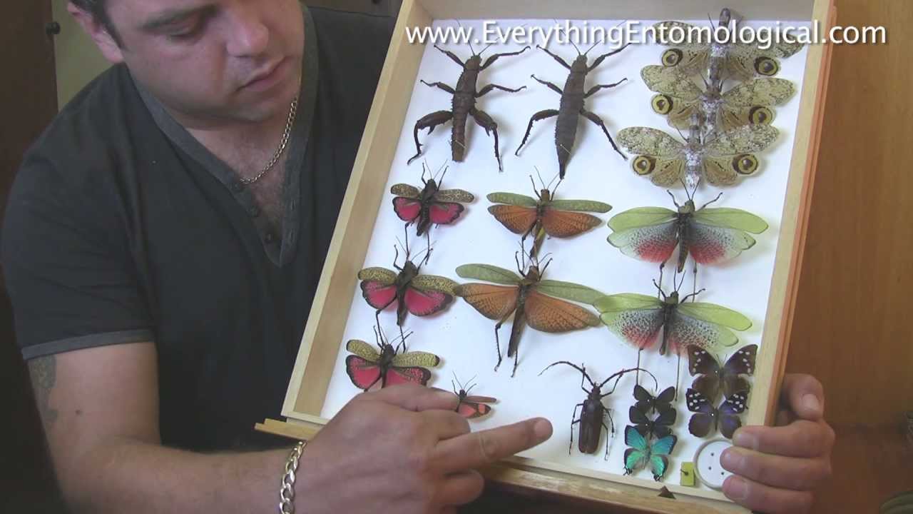 Paul Holt from Everything Entomological