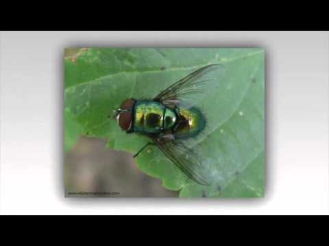 الذبابة الزرقاء Fly Blue عالم الحيوان 