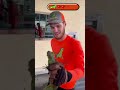 South Florida’s most wanted... Iguanas