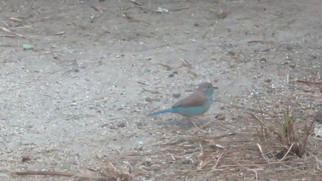 セイキチョウ 不思議な青い鳥 短い動画 Red Cheeked Cordon Blue Kyuru Kyuru Youtube セイキチョウ 不思議な青い鳥 短い動画 Red Cheeked Cordon Blue Kyuru Kyuru Youtube