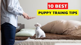 10 best puppy training tips EVERY dog owner should know! screenshot 2