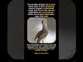 The Call That Owns the Territory #animalfacts #wildlife #birds #animals #animalshorts #viral