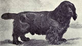 Sussex Spaniel