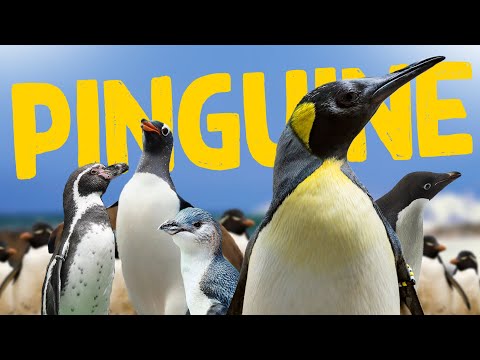 Video: Pinguine: Was Sie über diese flugunfähigen Hühner wissen müssen