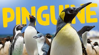 Pinguine - Ein Überblick | Tierwissen