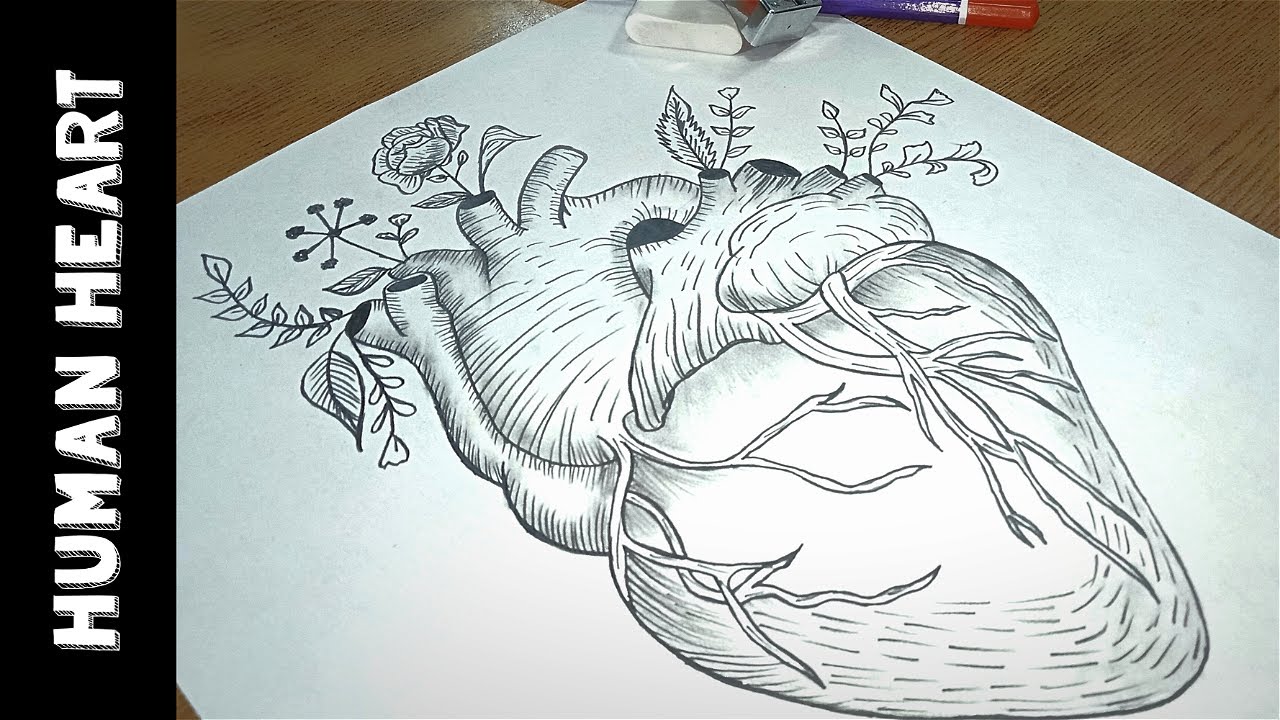 How to draw a Human Heart With Flowers | Easy Drawing | Pencil Art ...