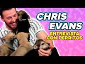 Chris Evans juega con perritos mientras contesta preguntas de sus fans