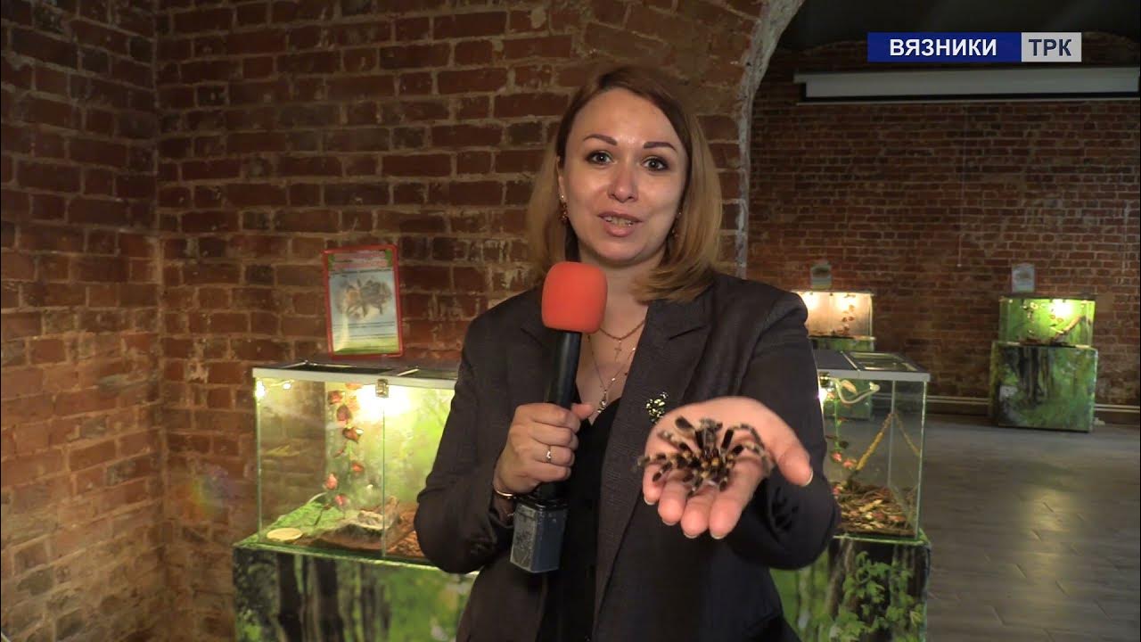 Выставка пауков нижний новгород жар птица. Выставка пауков нижний новгород жар птица. Выставка пауков город находка. Выставка пауков нижний новгород жар птица. Выставка пауков екатеринбург гринвич.