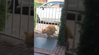 Cat gets mad at gate