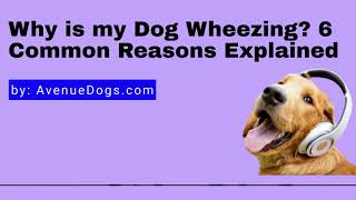 Why is my Dog Wheezing 6 Common Reasons Explained.