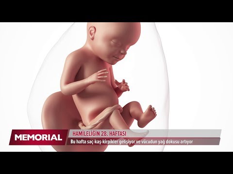Video: 28 Haftalık Hamilelik: Duyular, Fetal Gelişim