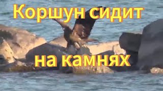 Коршун. Обское море шум воды коршун сидит на камнях и позирует перед камерой. Птицы Сибири.