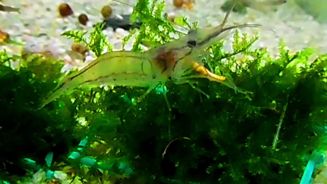 Camarones Fantasma en Acuario - Como cuidarlos